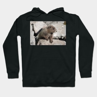 Baby marmot in Mount Rainier National Park Hoodie